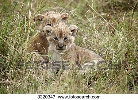 Stock Photo - Two lion cubs (Panthera leo) lying in grass, Masai Mara National Reserve, Kenya . Fotosearch
