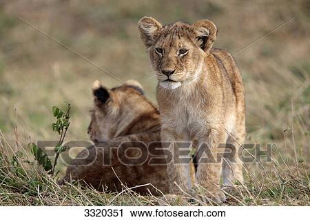 Stock Image - Two lion cubs (Panthera leo), Masai Mara National Reserve, Kenya . Fotosearch