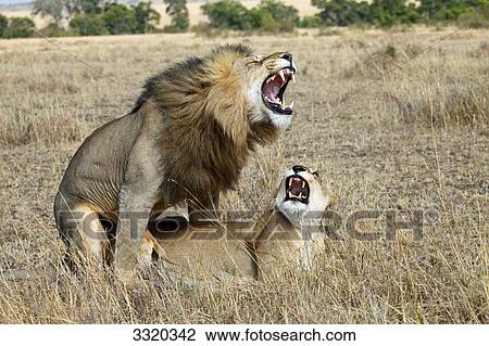 Two lions (Panthera leo) mating, Masai Mara National Reserve, Kenya View Large Photo Image Stock Image - Two lions (Panthera leo) mating, Masai Mara National Reserve, Kenya . Fotosearch