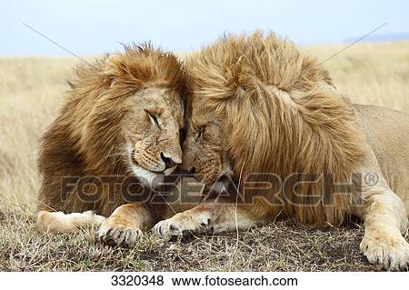 Two male lions (Panthera leo) lying side by side, Masai Mara National Reserve, Kenya View Large Photo Image Stock Photo - Two male lions (Panthera leo) lying side by side, Masai Mara National Reserve, Kenya . Fotosearch