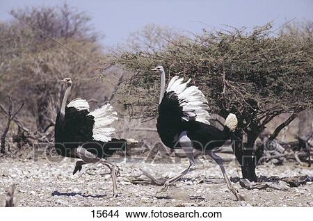 Two male ostrich (Struthio camelus) running in field, Etosha National Park, Namibia View Large Photo Image Picture - Two male ostrich (Struthio camelus) running in field, Etosha National Park, Namibia . Fotosearch