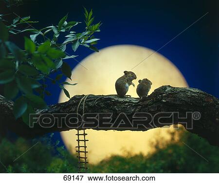Stock Photo - Two mice on tree trunk . Fotosearch