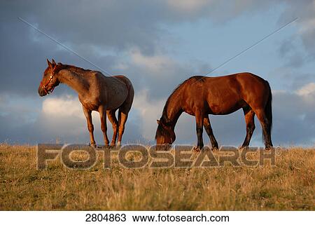 Two Mustang (Equus ferus caballus) horses in field, Colorado, USA View Large Photo Image Stock Image - Two Mustang (Equus ferus caballus) horses in field, Colorado, USA . Fotosearch