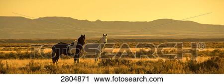 Two Mustang (Equus ferus caballus) horses standing in field, McCullough Peaks, Wyoming, USA View Large Photo Image Stock Image - Two Mustang (Equus ferus caballus) horses standing in field, McCullough Peaks, Wyoming, USA . Fotosearch