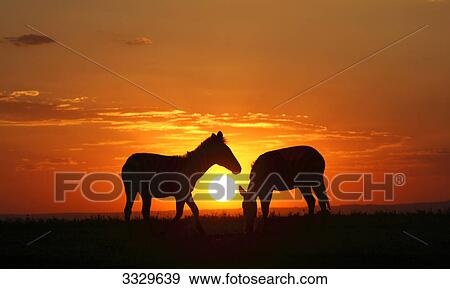 Stock Photo - Two Plains Zebras (Equus quagga) at sunset, Masai Mara National Reserve, Kenya . Fotosearch
