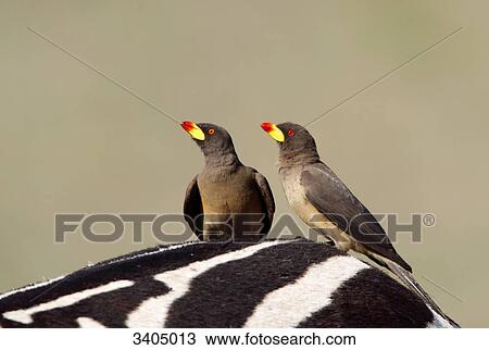 Two red-billed oxpeckers (Buphagus erythrorhynchus) on a zebra, Kenya View Large Photo Image Stock Image - Two red-billed oxpeckers (Buphagus erythrorhynchus) on a zebra, Kenya . Fotosearch