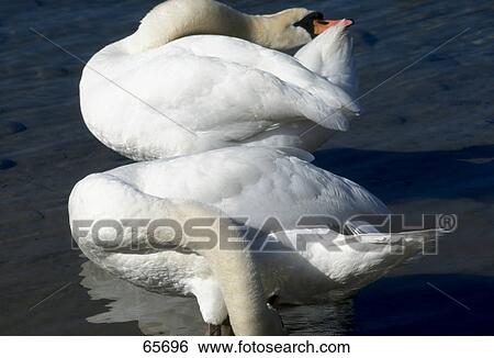 Stock Photograph - Two swans standing in water . Fotosearch