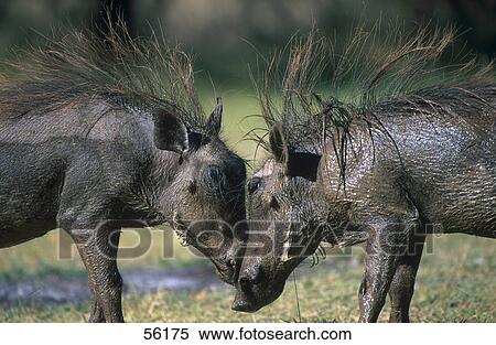 Stock Photography - Two Warthogs (Phacochoerus africanus) fighting in forest, Etosha, Namibia . Fotosearch