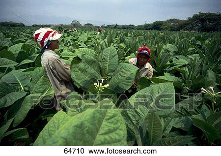 Two women at tobacco plantation field, Nicaragua View Large Photo Image Stock Image - Two women at tobacco plantation field, Nicaragua . Fotosearch
