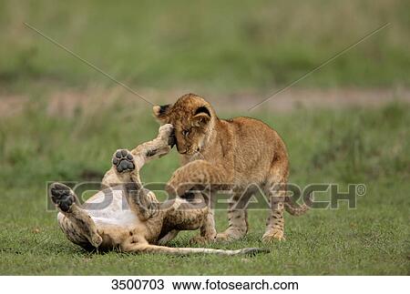Two young lions, panthera leo, playing, Masai Mara National Reserve, Kenya, East Africa, Africa View Large Photo Image Stock Image - Two young lions, panthera leo, playing, Masai Mara National Reserve, Kenya, East Africa, Africa . Fotosearch