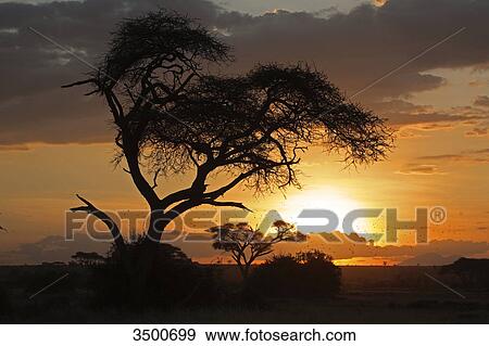 Stock Photo - Umbrella acacia at dawn, Amboseli National Aprk, Kenya, East Africa, Africa . Fotosearch
