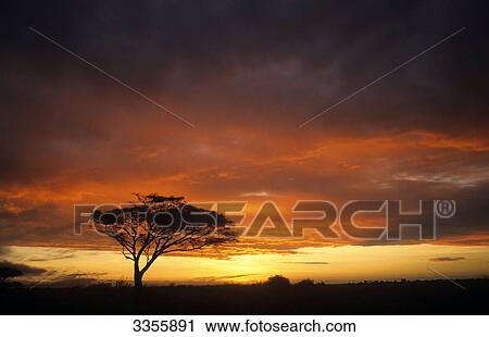 Stock Image - Umbrella acacia at Sunset, Kenya, Africa . Fotosearch