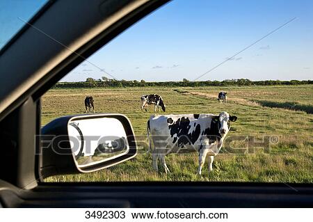 Stock Image - View from a car window on a pasture with cows, Foehr, Schleswig-Holstein, Germany . Fotosearch
