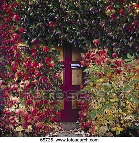 Stock Photography - Vine in front of door . Fotosearch