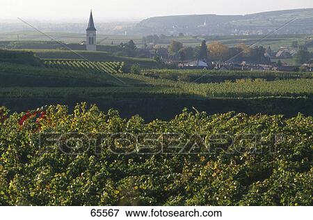 Vineyard on a hill with a village in the background, Baden-Wurttemberg, Germany View Large Photo Image Stock Photo - Vineyard on a hill with a village in the background, Baden-Wurttemberg, Germany . Fotosearch