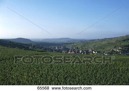 Vineyard on a hill with a village in the background, Baden-Wurttemberg, Germany View Large Photo Image Stock Photo - Vineyard on a hill with a village in the background, Baden-Wurttemberg, Germany . Fotosearch