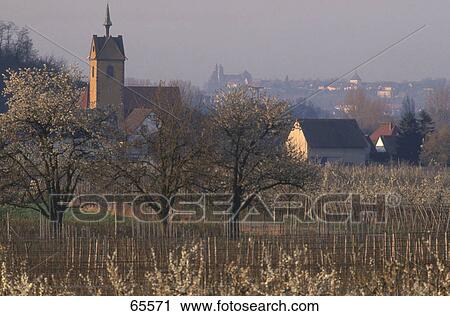 Stock Image - Vineyard on rural landscape, Breisach, Baden-Wurttemberg, Germany . Fotosearch