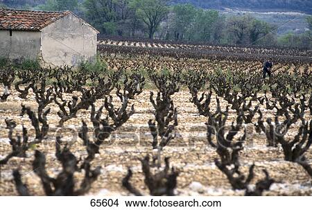 Vineyard on rural landscape, France View Large Photo Image Picture - Vineyard on rural landscape, France . Fotosearch