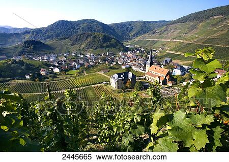 Vineyard with houses in background, Mayschoss, Ahrweiler, Eifel, Rhineland-Palatinate, Germany View Large Photo Image Stock Photography - Vineyard with houses in background, Mayschoss, Ahrweiler, Eifel, Rhineland-Palatinate, Germany . Fotosearch