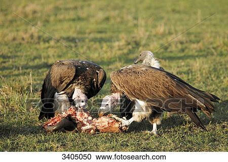 Vultures eating prey, Masai Mara National Reserve, Kenya View Large Photo Image Stock Image - Vultures eating prey, Masai Mara National Reserve, Kenya . Fotosearch