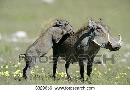 Warthog (Phacochoerus aethiopicus) with young in meadow, Etosha National Park, Namibia View Large Photo Image Stock Photograph - Warthog (Phacochoerus aethiopicus) with young in meadow, Etosha National Park, Namibia . Fotosearch