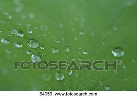 Water drops on tulip leaf View Large Photo Image Stock Photo - Water drops on tulip leaf . Fotosearch