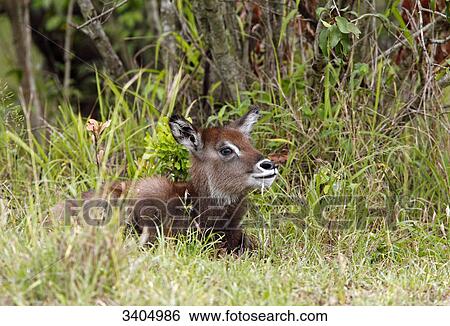 Stock Photograph - Water goat (Kobus ellipsiprymnus) lying in grass, Masai Mara National Reserve, Kenya . Fotosearch