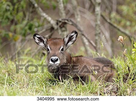 Water goat (Kobus ellipsiprymnus) lying in grass, Masai Mara National Reserve, Kenya View Large Photo Image Stock Photography - Water goat (Kobus ellipsiprymnus) lying in grass, Masai Mara National Reserve, Kenya . Fotosearch