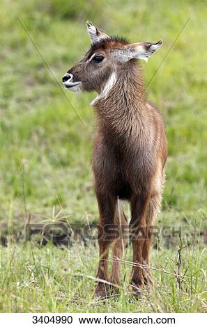 Water goat (Kobus ellipsiprymnus) standing on grass, Masai Mara National Reserve, Kenya View Large Photo Image Stock Image - Water goat (Kobus ellipsiprymnus) standing on grass, Masai Mara National Reserve, Kenya . Fotosearch