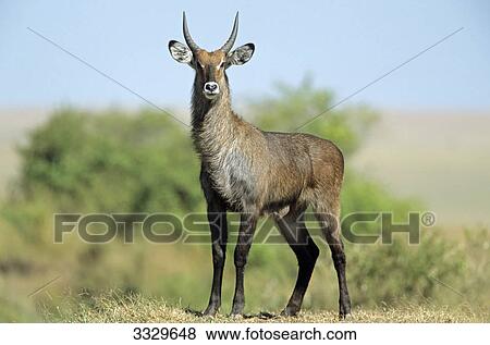 Water goat (Kobus ellipsiprymnus), Masai Mara National Reserve, Kenya, low angle view View Large Photo Image Stock Photo - Water goat (Kobus ellipsiprymnus), Masai Mara National Reserve, Kenya, low angle view . Fotosearch