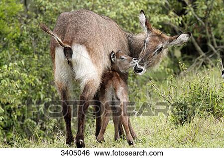 Water goat with its young (Kobus ellipsiprymnus), Masai Mara National Reserve, Kenya  View Large Photo Image Stock Photograph - Water goat with its young (Kobus ellipsiprymnus), Masai Mara National Reserve, Kenya . Fotosearch