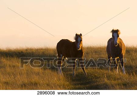 Welsh Pony, Brecon Beacons National park, Mid Wales, Powys, UK View Large Photo Image Stock Photo - Welsh Pony, Brecon Beacons National park, Mid Wales, Powys, UK . Fotosearch