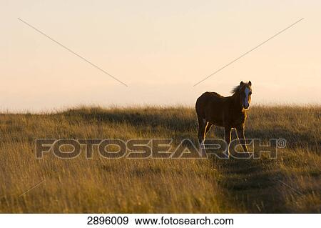 Welsh Pony, Brecon Beacons National park, Mid Wales, Powys, UK View Large Photo Image Stock Photo - Welsh Pony, Brecon Beacons National park, Mid Wales, Powys, UK . Fotosearch