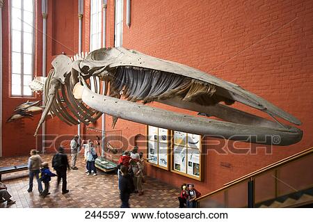 Whale skeleton hanging atop group of tourists at museum, Deutsches Meeresmuseum, Stralsund, Germany  View Large Photo Image Stock Photo - Whale skeleton hanging atop group of tourists at museum, Deutsches Meeresmuseum, Stralsund, Germany . Fotosearch