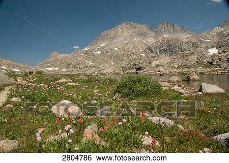 Stock Photograph - Wild flowers blooming in field near lake, Wind River Range, Wyoming, USA . Fotosearch