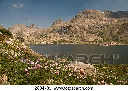 Wild flowers blooming in field near lake, Wind River Range, Wyoming, USA View Large Photo Image Stock Photography - Wild flowers blooming in field near lake, Wind River Range, Wyoming, USA . Fotosearch