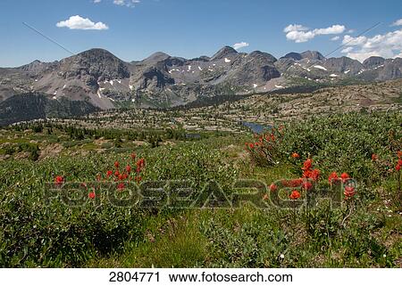 Wild flowers blooming in field, Weminuche Wilderniss, Colorado, USA View Large Photo Image Stock Image - Wild flowers blooming in field, Weminuche Wilderniss, Colorado, USA . Fotosearch