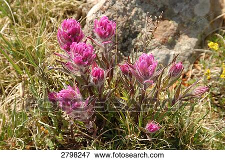 Wild flowers blooming in field, Colorado, USA View Large Photo Image Stock Photo - Wild flowers blooming in field, Colorado, USA . Fotosearch