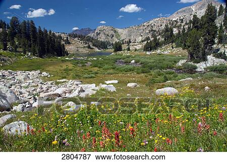 Stock Photo - Wildflowers blooming in field with mountain range in background, Wind River Range, Wyoming, USA . Fotosearch