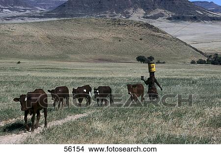 Woman walking on a rural landscape with cattle, Namibia View Large Photo Image Picture - Woman walking on a rural landscape with cattle, Namibia . Fotosearch