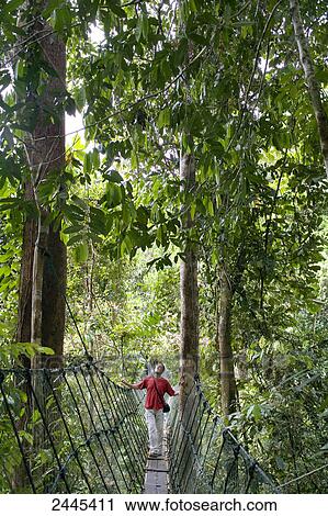 Stock Image - Woman walking on hanging bridge in forest, Batang Ai National Park, Sarawak, Borneo, Malaysia . Fotosearch
