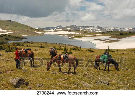 Picture - Woman with horses in field, Colorado, USA . Fotosearch