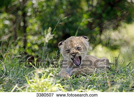 Stock Photo - Young lion, panthera leo, Masai Mara National Reserve, Kenya, Africa . Fotosearch