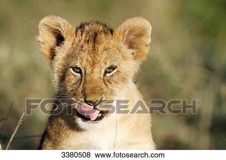 Stock Photo - Young lion, panthera leo, Masai Mara National Reserve, Kenya, Africa . Fotosearch