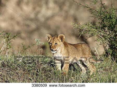 Stock Photo - Young lion, panthera leo, Masai Mara National Reserve, Kenya, Africa . Fotosearch