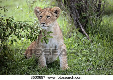 Stock Photo - Young lion, panthera leo, Masai Mara National Reserve, Kenya, East Africa, Africa . Fotosearch