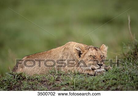 Young lion, panthera leo, sleeping, Masai Mara National Reserve, Kenya, East Africa, Africa View Large Photo Image Stock Image - Young lion, panthera leo, sleeping, Masai Mara National Reserve, Kenya, East Africa, Africa . Fotosearch