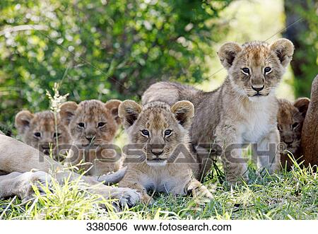 Stock Photograph - Young lions, panthera leo, Masai Mara National Reserve, Kenya, Africa . Fotosearch