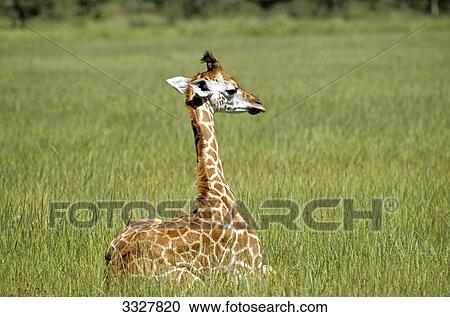 Stock Image - Young Ugandan Giraffe (Giraffa camelopardalis rothschildi) sitting in grass, Nakuru, Kenya, side view . Fotosearch