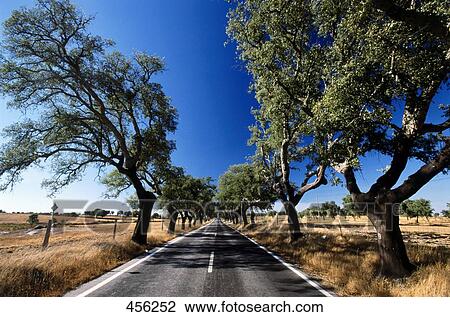البهش شجر الفلين بلوط الشجرات على طول أحمق طريق البلد ألبوم الصور 456252 Fotosearch